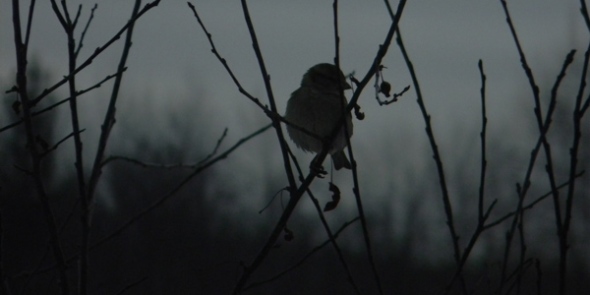 Sparrow in Tree